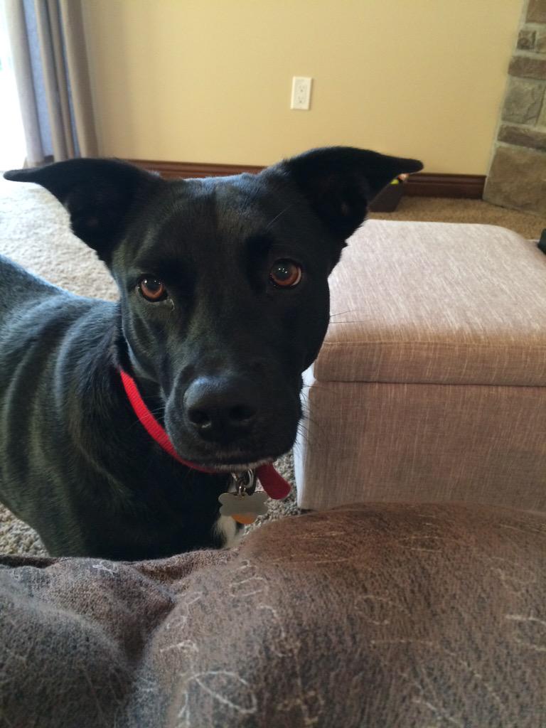 KDuffy2012's tweet photo. Happy #NationalBlackDogDay !! #OptToAdopt and save a dog from black dog syndrome! We love our #MarlaMay! http://t.co/gD2HG65h4Q