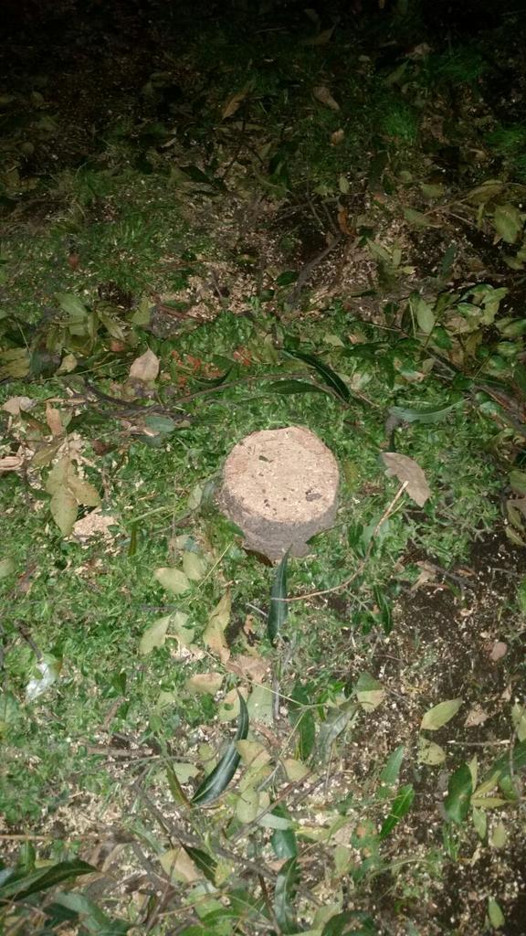 CopAComunitaria's tweet photo. #AlertaMixcoac el gobierno vuelve a talar árboles en la madrugada, a pesar de los riesgos el deprimido no se detiene http://t.co/ciYeZ6sUDR