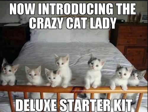 Crazy Cat Lady Starter Kit