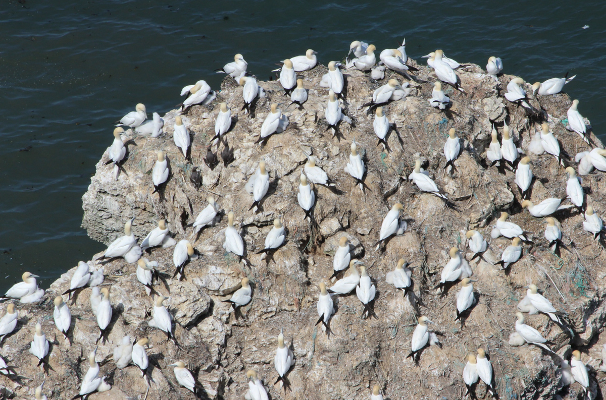 Buzzyorkshire's tweet photo. Gannetry, Bempton Cliffs - Photo by Robin Denton #Yorkshire http://t.co/gSmcJoCXHd