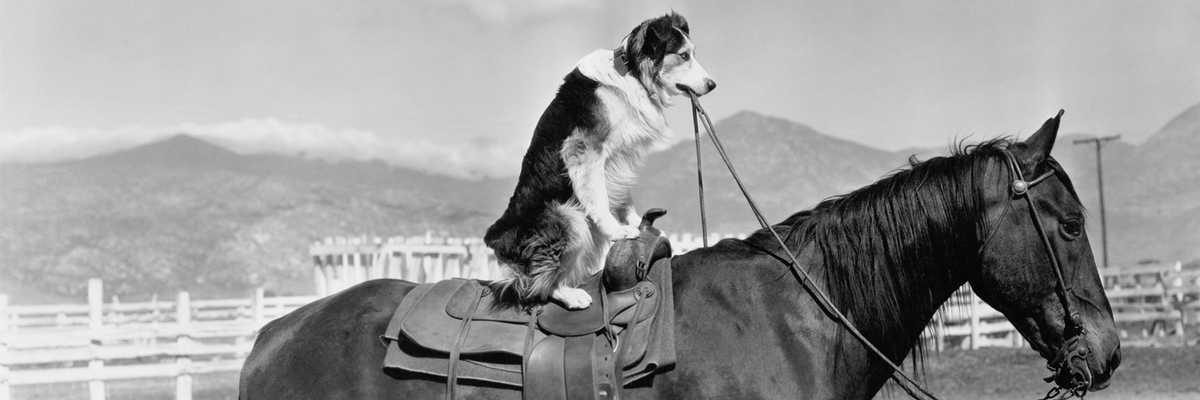 tomshowalter's tweet photo. 30 Uncommon Tricks to Teach Your Dog #dogtricks  #dogtraining #dogfriendly #dogs @reggieaddae http://t.co/rVUe3gVeta http://t.co/jKwXrGFsaU