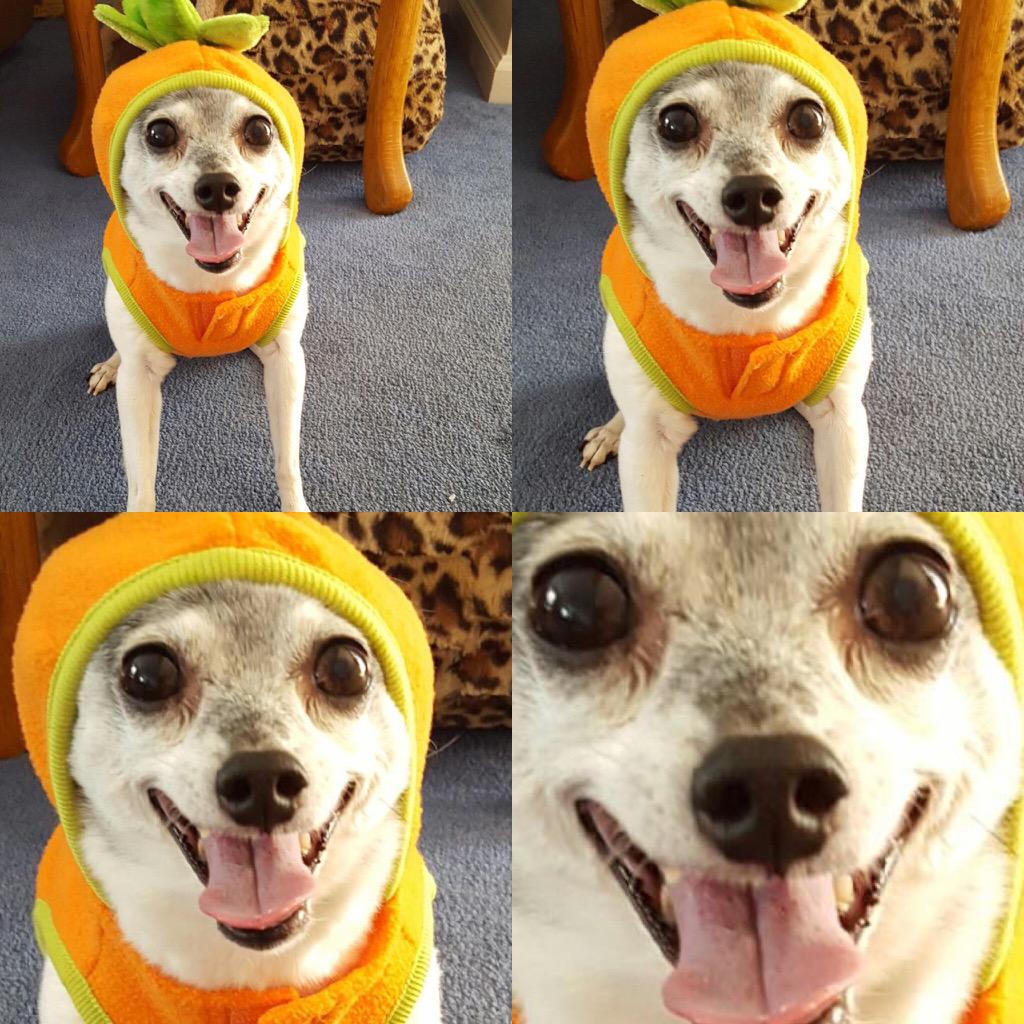 Shaxsiy onaning eshak surati