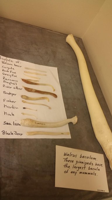 Looking at these like bacula.... oh shit I've been looking at penis bones for the last 5 mins haha..<a href="/tag/twitchcon2015"class="tags"><span>#twitchcon2015</span></a>