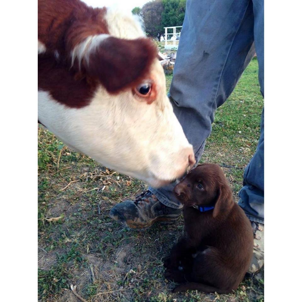 ¡Besos de vaca a todos los que optan por una alimentación compasiva! #worldvegetarianday
