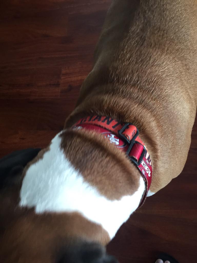 robosetsfire's tweet image. My #K9er is always representing both of his teams. #SuiteSquadContest