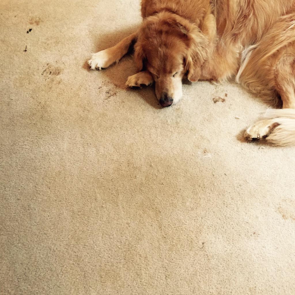 lesababb's tweet photo. #OhBother Rainy days are good for napping #TaoOfJax helps mom write a #screamplay #screenwriting http://t.co/7306nGHCCV