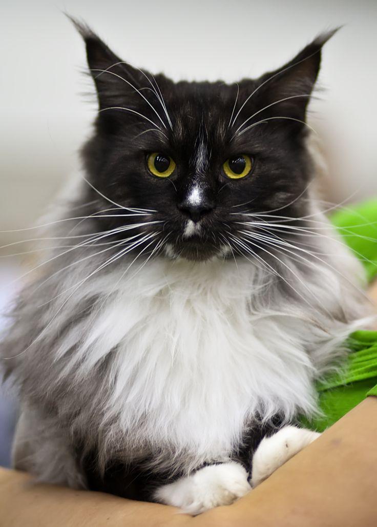 MaineCoonGuide's tweet photo. Silver and Black colouring #mainecoon #cats http://t.co/fOUw6NSQZK