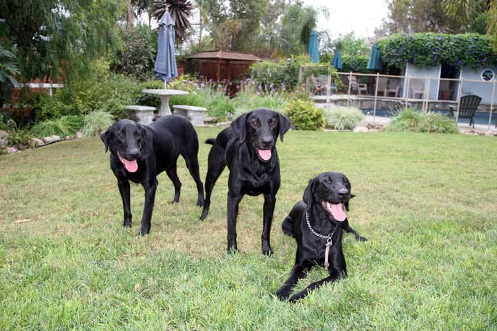 vcsark9's tweet image. Somebody said something about black dog day? We can do that!  #Nationalblackdogday #vcsark9 #k9dino #k9jack