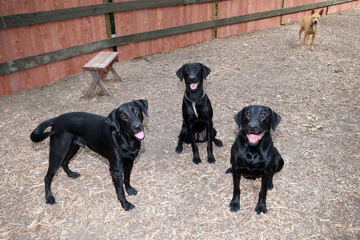 vcsark9's tweet image. Somebody said something about black dog day? We can do that!  #Nationalblackdogday #vcsark9 #k9dino #k9jack