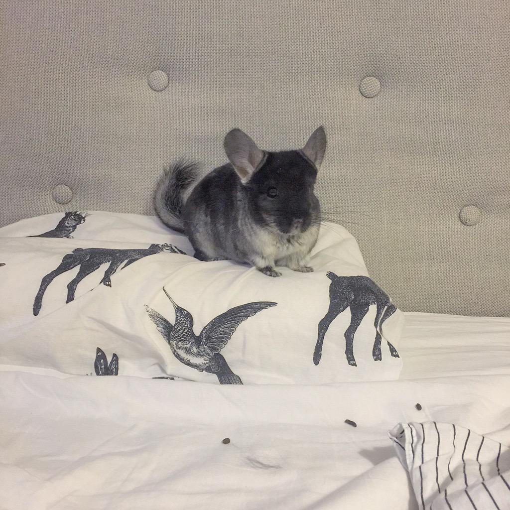 No one will ever know I was on the bed, muahahaha! #chinchillas #rock 🐭😂👏🏼