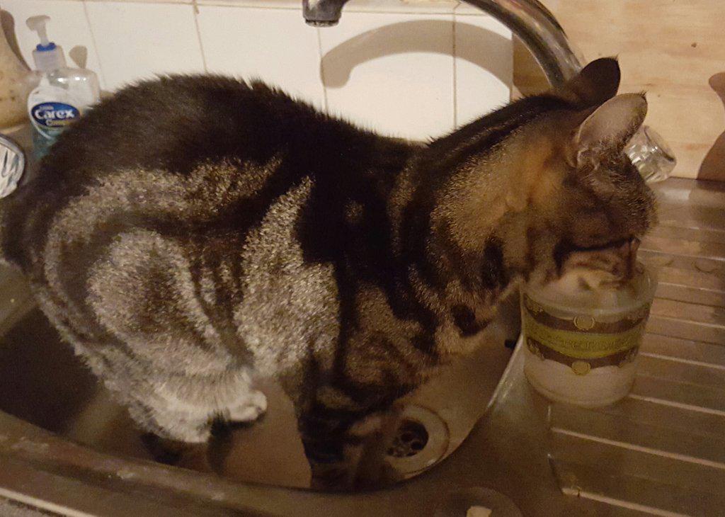 bestcatintown's tweet photo. Just standing in the sink, drinking out of my favourite butter beer glass. #normalcat https://t.co/tfVIoC1ANZ
