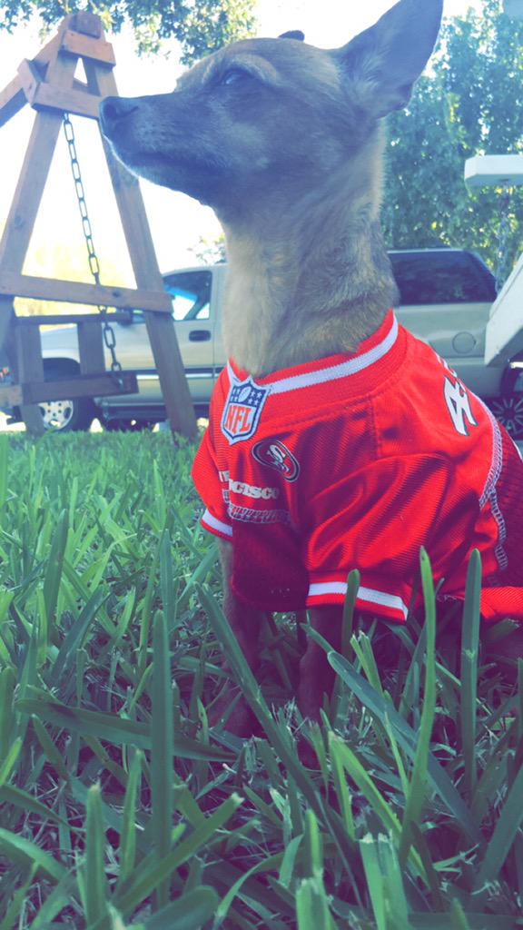 KingGuerra_'s tweet image. &apos;Chancho&apos; ready for Sunday! @49ers #NinerNation #K9er #SuiteSquadContest 💪❤️💛🏈🐶