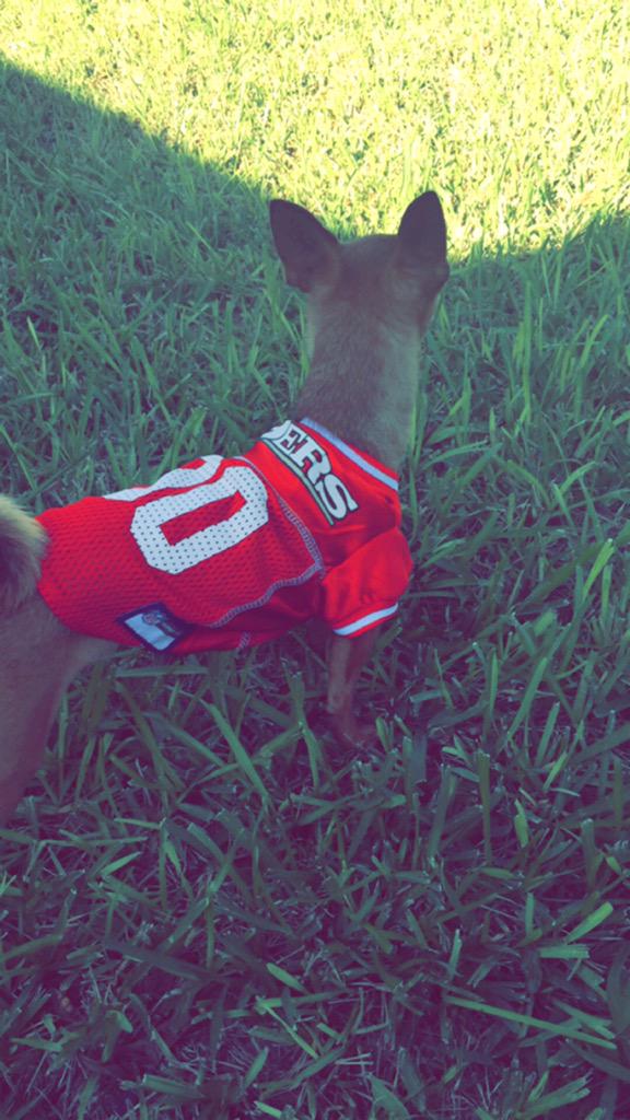 KingGuerra_'s tweet image. &apos;Chancho&apos; ready for Sunday! @49ers #NinerNation #K9er #SuiteSquadContest 💪❤️💛🏈🐶