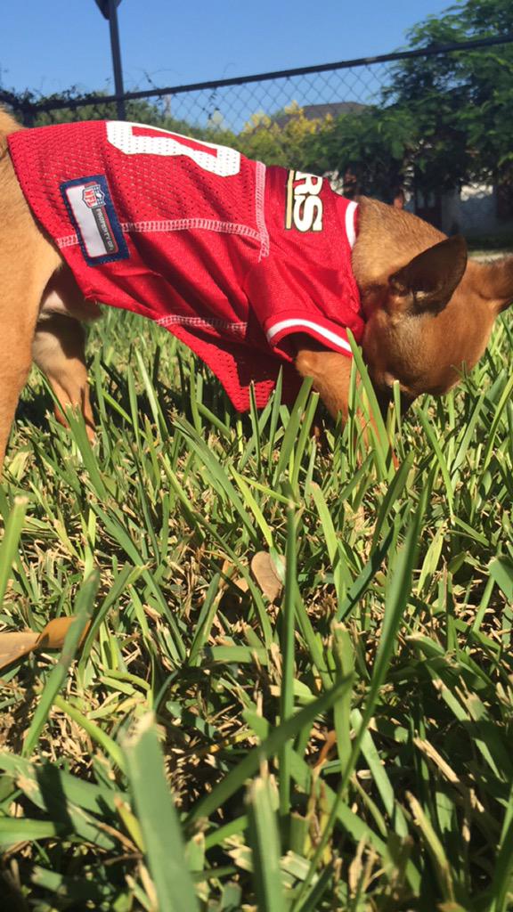 KingGuerra_'s tweet image. &apos;Chancho&apos; ready for Sunday! @49ers #NinerNation #K9er #SuiteSquadContest 💪❤️💛🏈🐶