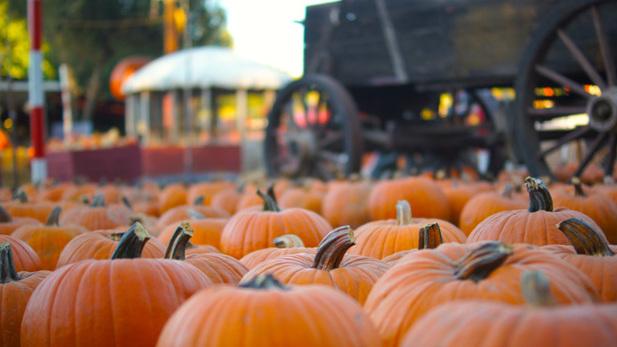 heatherhughes09's tweet photo. It's October. Feel free to enjoy all the Octobery things. https://t.co/7G8SlYkuwP