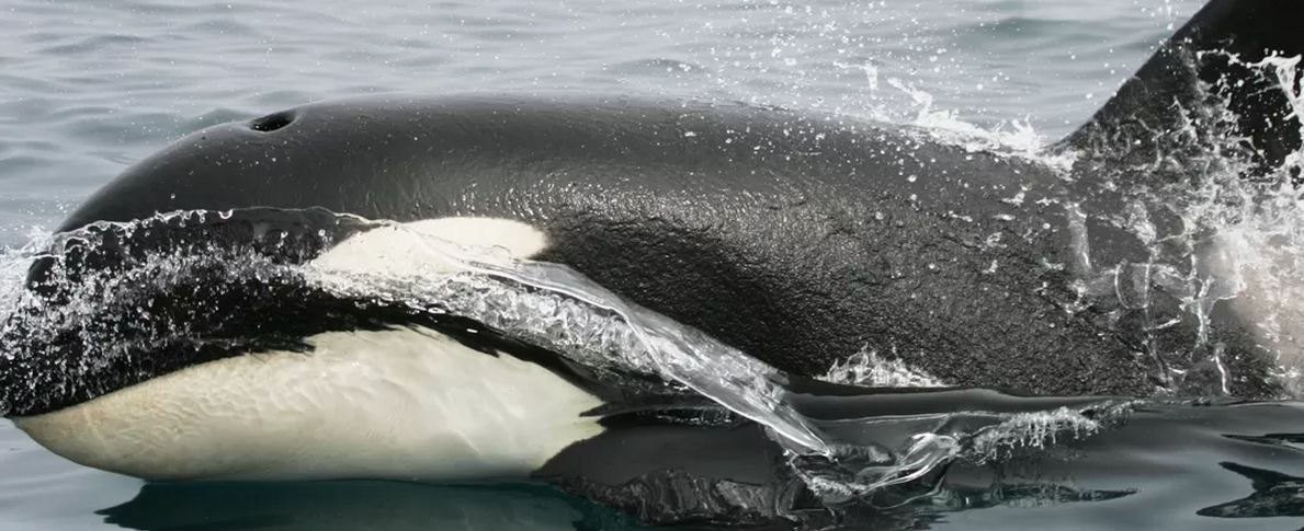 KAMMllc's tweet photo. @voxdotcom TODAY! #orcas #struckbyanorca #ICD10 #ICD10Matters #octoberfirst #healthcare https://t.co/RtLiGuvZY2 https://t.co/IZ3LIe6ejQ