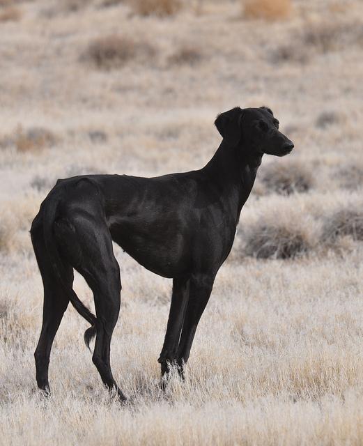 #NationalBlackDogDay black dogs are beautiful!   #saluki #dogs #doglovers #blackdogday #blackdog