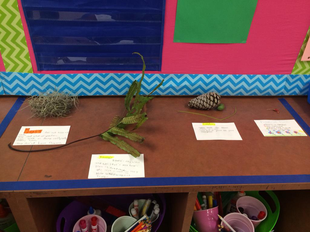 caseypeters2015's tweet photo. Learning about conifers, moss, ferns, and flowering plants! @VMEPatriots #CCPSProud https://t.co/uHVi2SLCRJ