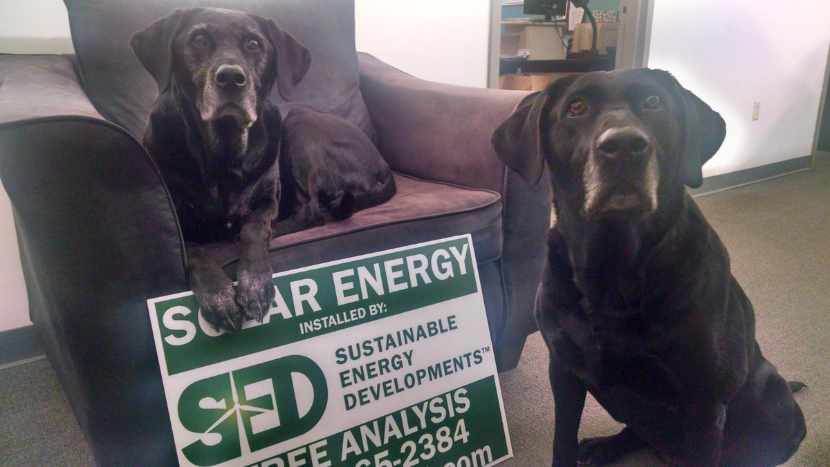 GreenSparkNRG's tweet photo. We could tweet about our #solardogs all day, especially on #blackdogday #sweetums #frankie #sisters #workdogs https://t.co/iW734CNI30