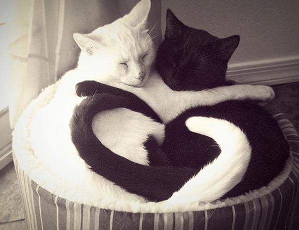 KittyPawp's tweet photo. Ying Yang Step Sisters 💕 @stepsistercats https://t.co/JFO2sD5Upb