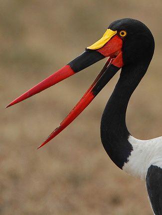 TopAmazingWorld's tweet photo. Saddle-billed Stork in the Masai Mara, Kenya by © Steve Garvie #beautifulpics #amazingpics https://t.co/PQX5PGfMUv