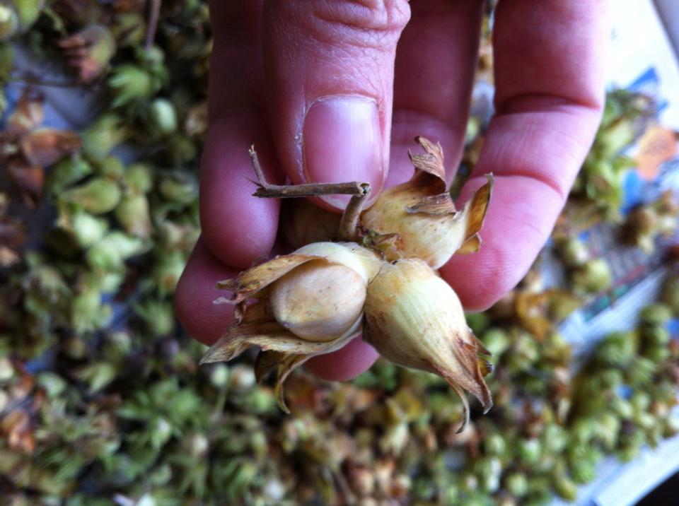 #hazelnuts #hasselnødder