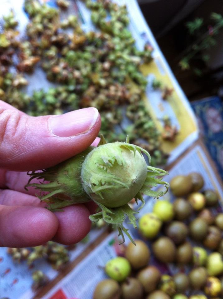 #hazelnuts #hasselnødder