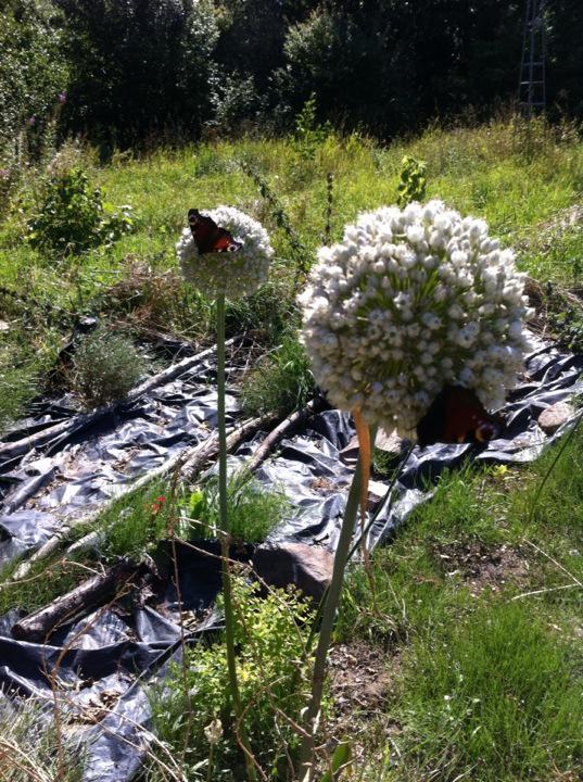 #porrer i blomst med #sommerfugl