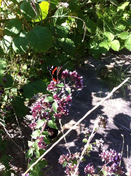 #oregano #sommerfugl