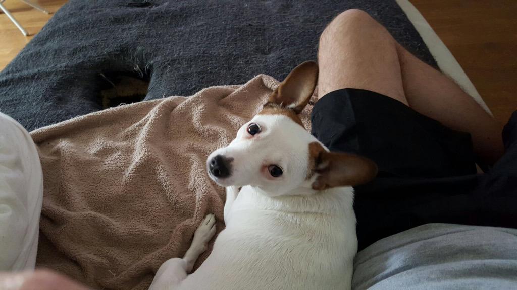 URGENCE : un ami vient de perdre sa chienne adorée : Bella à st denis, faites passer au max svp il faut la retrouver