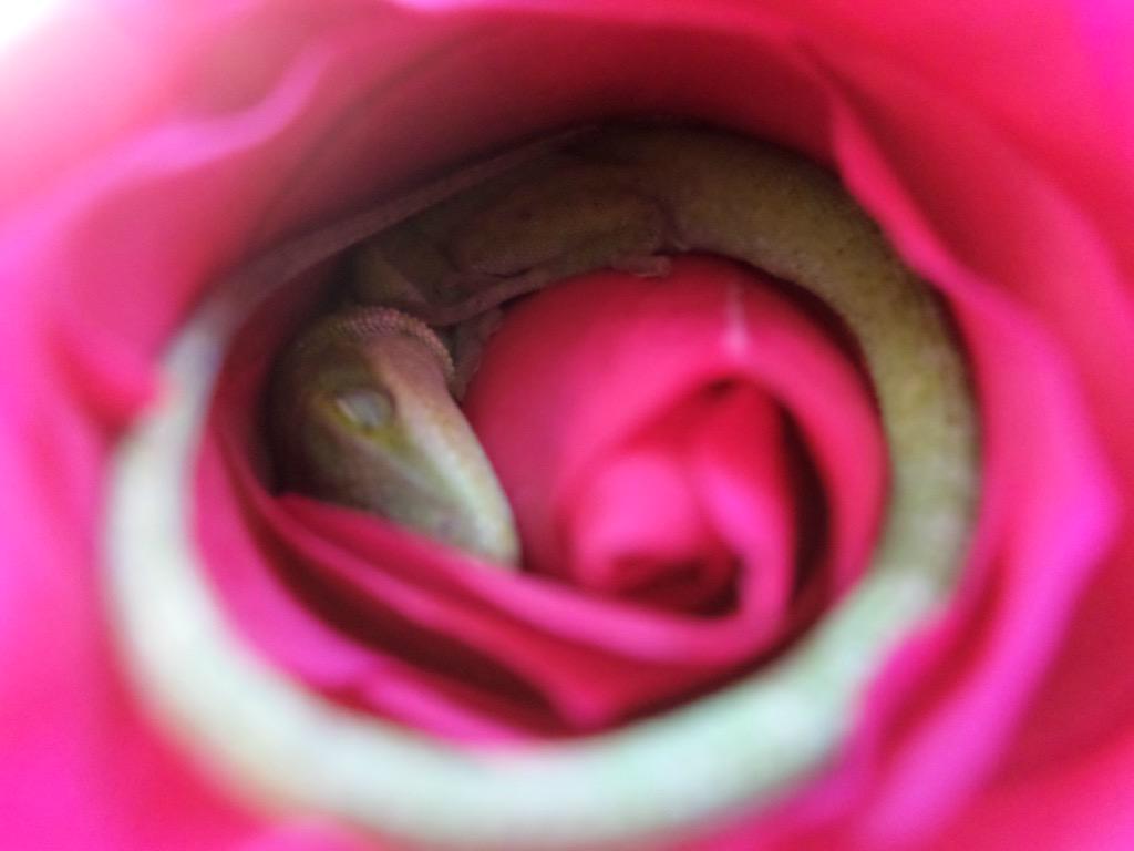 CompellingPics's tweet photo. Lizard found napping inside a rose. https://t.co/VhYjZXUXKx