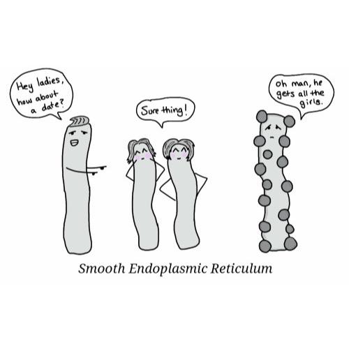 Lysosomes (lysosomies) Twitter