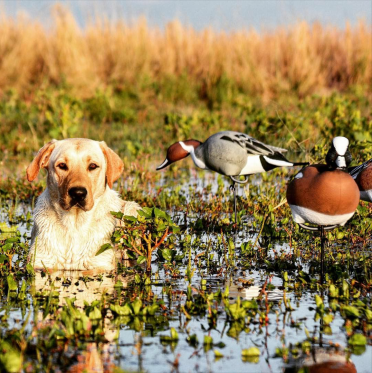 #BassProPup Drake loungin' on a slow day in Nebraska. Photo: Dillon Schroeder