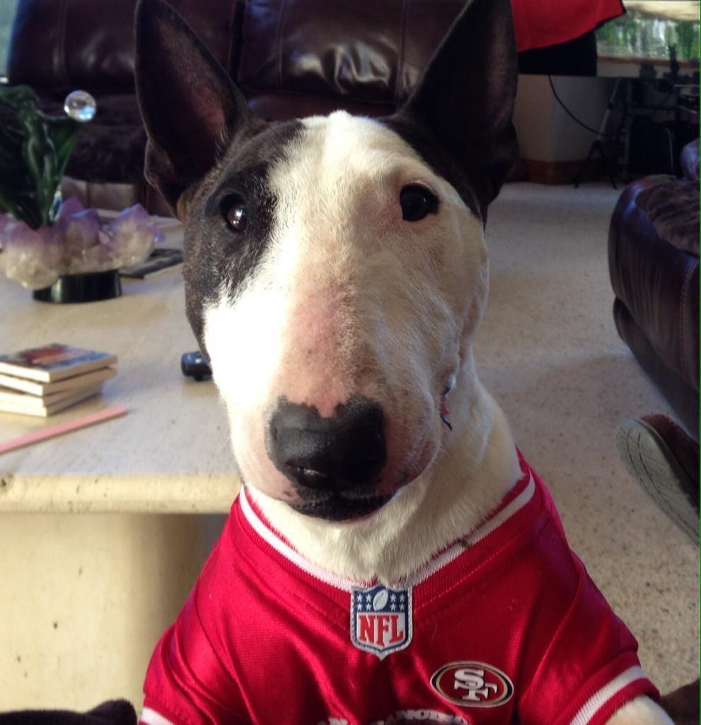 tahoe_tessie's tweet image. #SuiteSquadContest #49ers