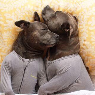 DankroftK9's tweet photo. Buenas noches a todos! Ha sido un día largoooo! 🐾🐶 #pitbulls #buenasnoches #mascotas http://t.co/rCRxiAZrMM