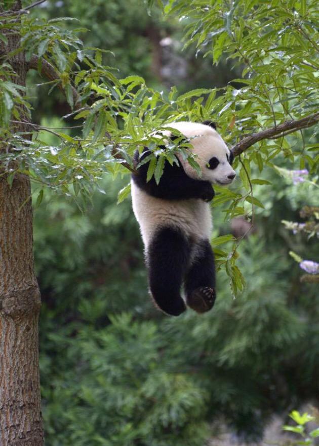 mia_rama2015's tweet photo. #panda #bornfree #widelife #pandastory #keeponhanging http://t.co/oYgmCCYD6p