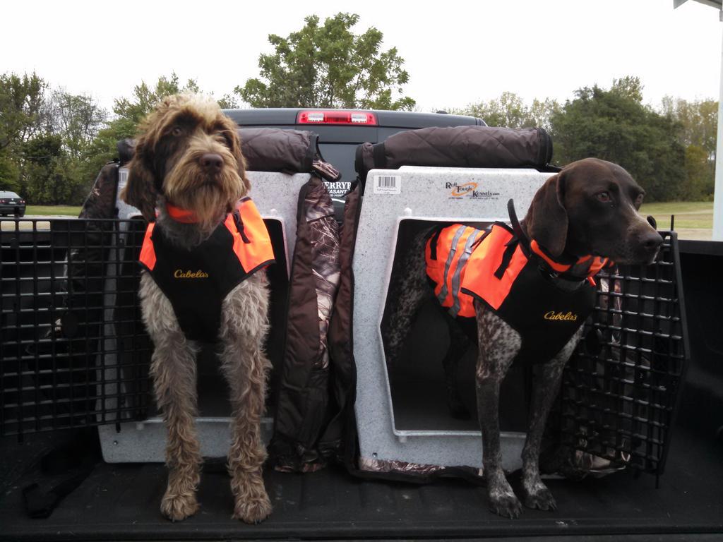 Outdouridas's tweet photo. Why I don't have an Amish made dinning room table yet #morefun #broke @RamTrucks @Cabelas #gsp #griffon #gundog http://t.co/GquQfO6YkP