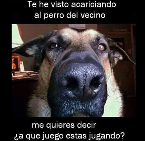 Megustaleer06's tweet photo. #SentirCelos.... mis perros a menudo ja ja. http://t.co/KD3ptbQ54a