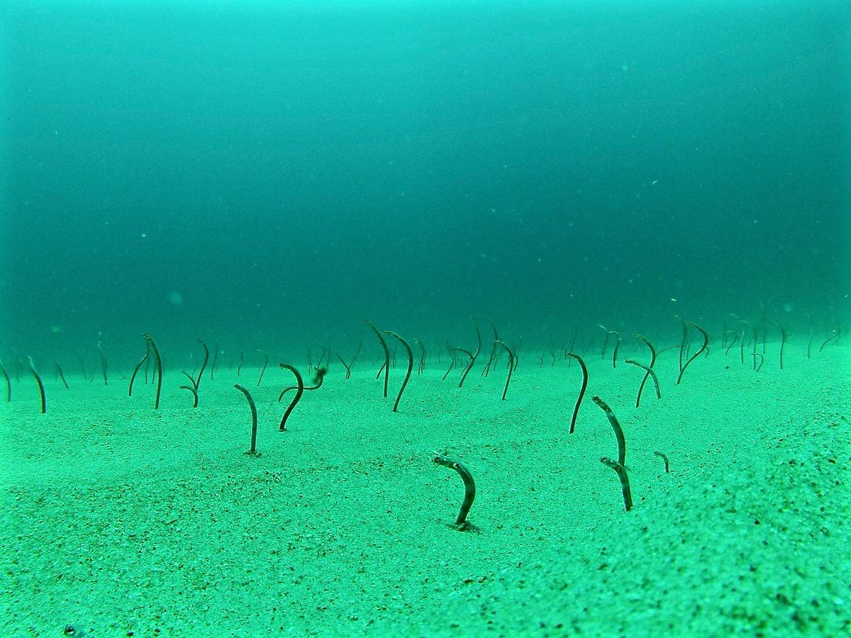 GCMarineProgram's tweet photo. Think the sand is barren? These #wormfish think otherwise! #ValueNature http://t.co/tMLwQqRZd2