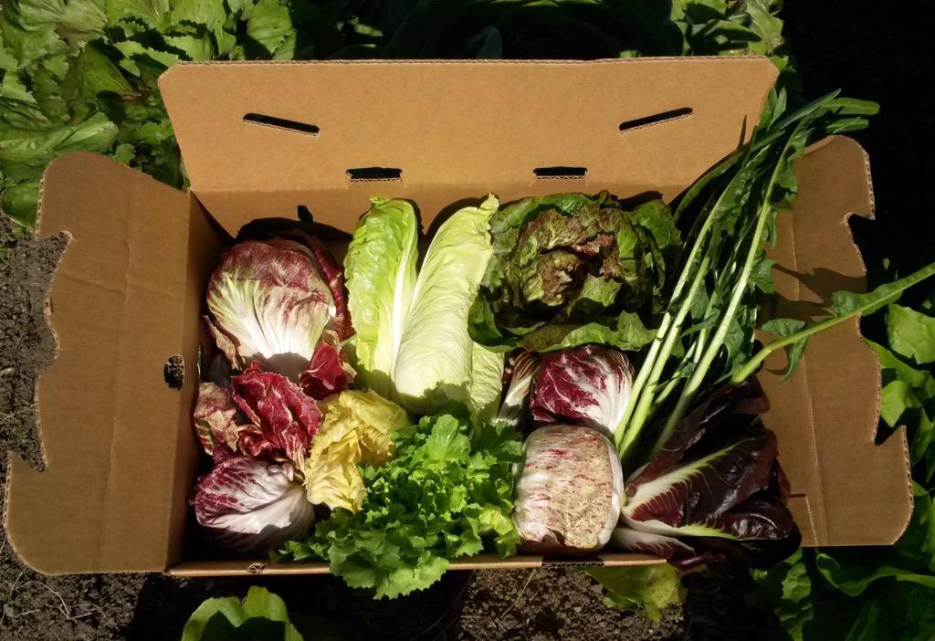 Chicory mix is looking and tasting great!