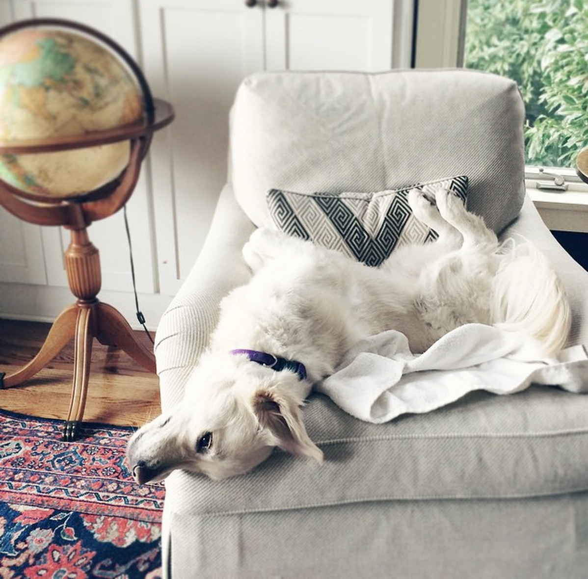 taggtracker's tweet image. #PhotoContest: Win prizes worth $200 by posting a pic of your pup. Vote for your favorites ow.ly/SuotN