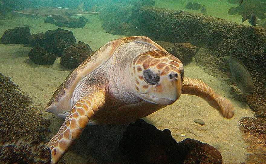 SapphiredUp's tweet photo. Come celebrate Happy Hatching Day with me tomorrow! There will be cake and turtle activities http://t.co/p6XOiAEdjM http://t.co/rrcgZWMqGu