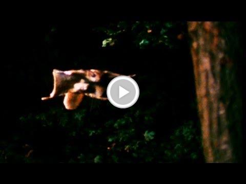 vidgoddess's tweet photo. World's Weirdest - Flying Squirrel http://t.co/4FHAkUoOHQ #socialmedia #onlinemarketing http://t.co/65CbFRYCwB