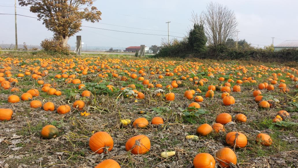 james_botelho's tweet photo. early start to Halloween. .....patch me up! http://t.co/6cKCEJTOqu