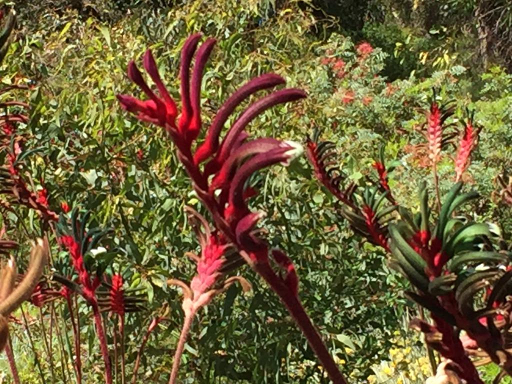 uptondavisk's tweet photo. Picture perfect Kangaroo Paw in Kings Park. @DrCDavies http://t.co/kOpoHfEmhJ