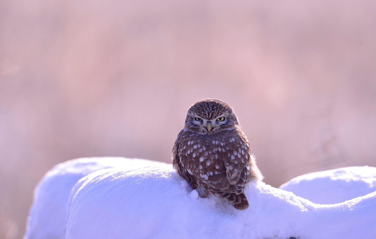 A small owl sits in the snow in Anseong City, Gyeonggi province, South Korea
Photograph: Kim Jae-sun