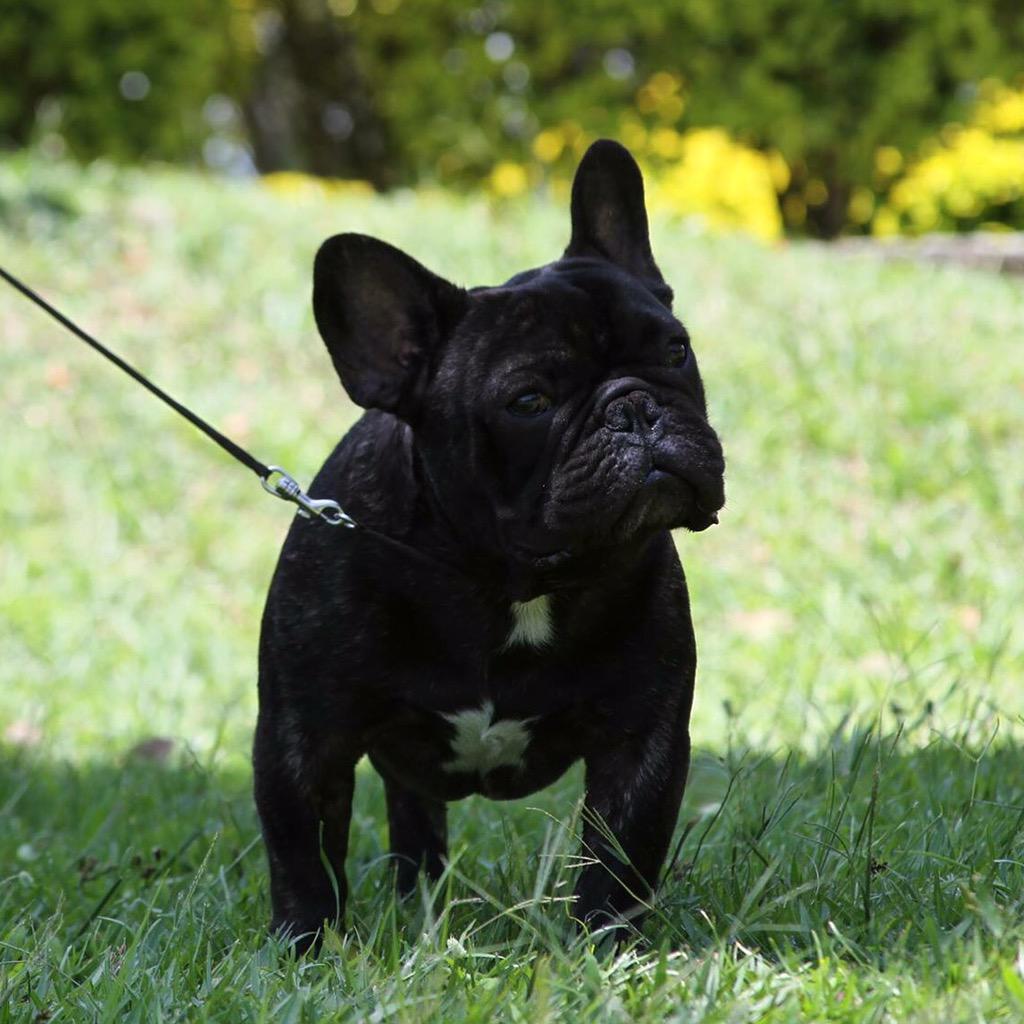CaprichoKennel's tweet photo. Capuchino http://t.co/N1cbTmwy0S