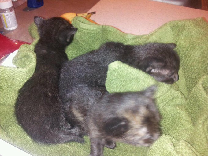 I have orphans... http://t.co/PovznZizR6<a href="/tag/camgirl"class="tags"><span>#camgirl</span></a><a href="/tag/manyvids"class="tags"><span>#manyvids</span></a>