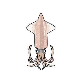 ホタルイカのtwitterイラスト検索結果 古い順 ホタルイカのtwitterイラスト検索結果 古い順