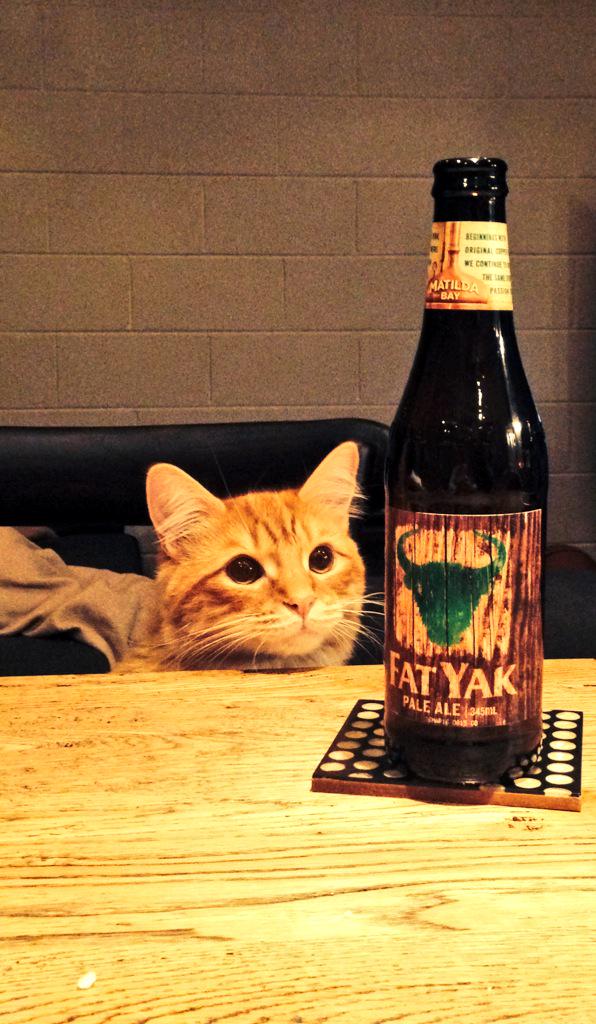 _Lizzy_J's tweet photo. @matildabaybeer Neville the cat has #FatYak as his beer of choice on AFL Grand Final Day! http://t.co/sUxYrajn4D